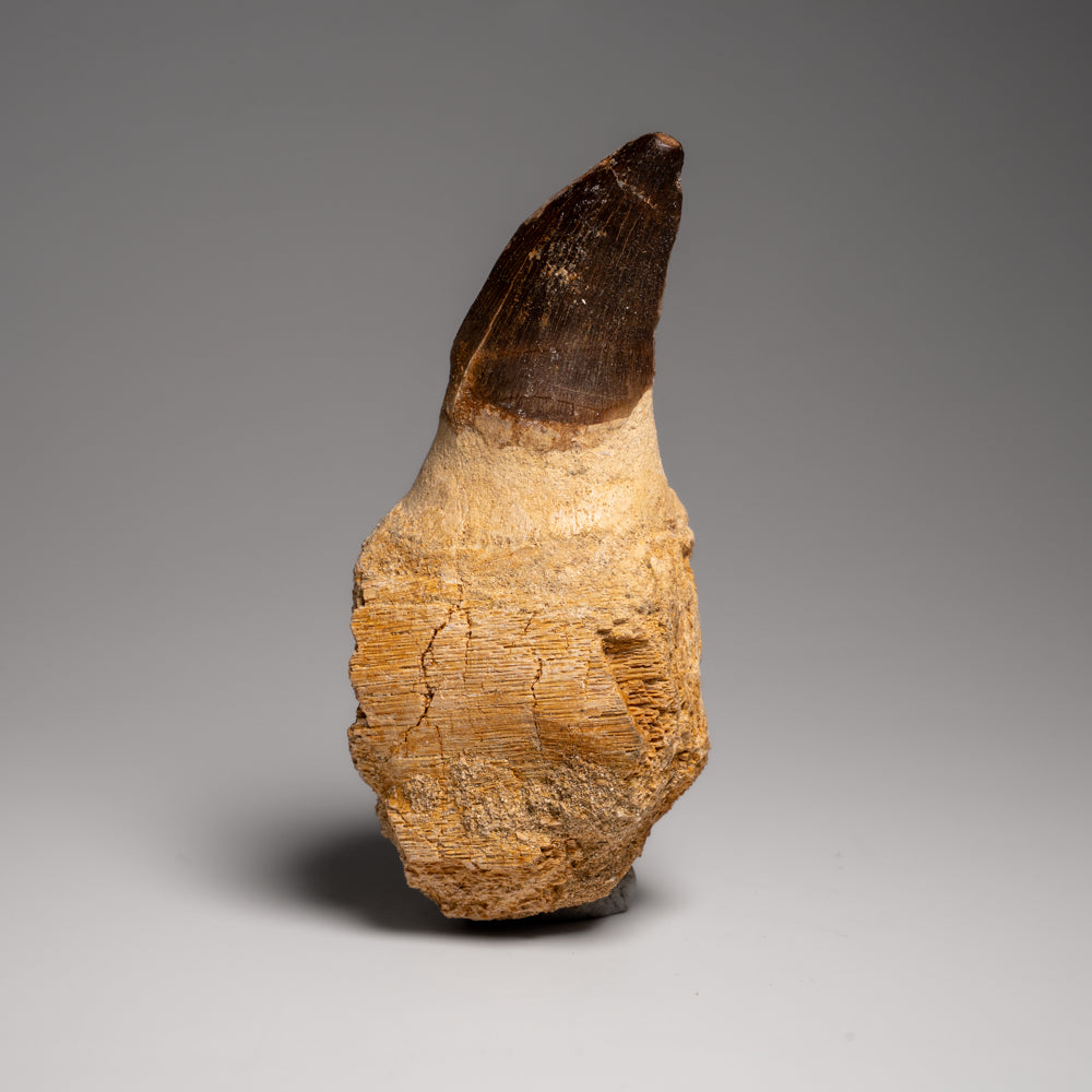 Genuine Mosasaur tooth fossil with root embedded in matrix from Morocco