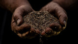 Two weathered hands gently holding a pile of small, dark brown seeds against a black background, with some seeds spilling over the fingers.