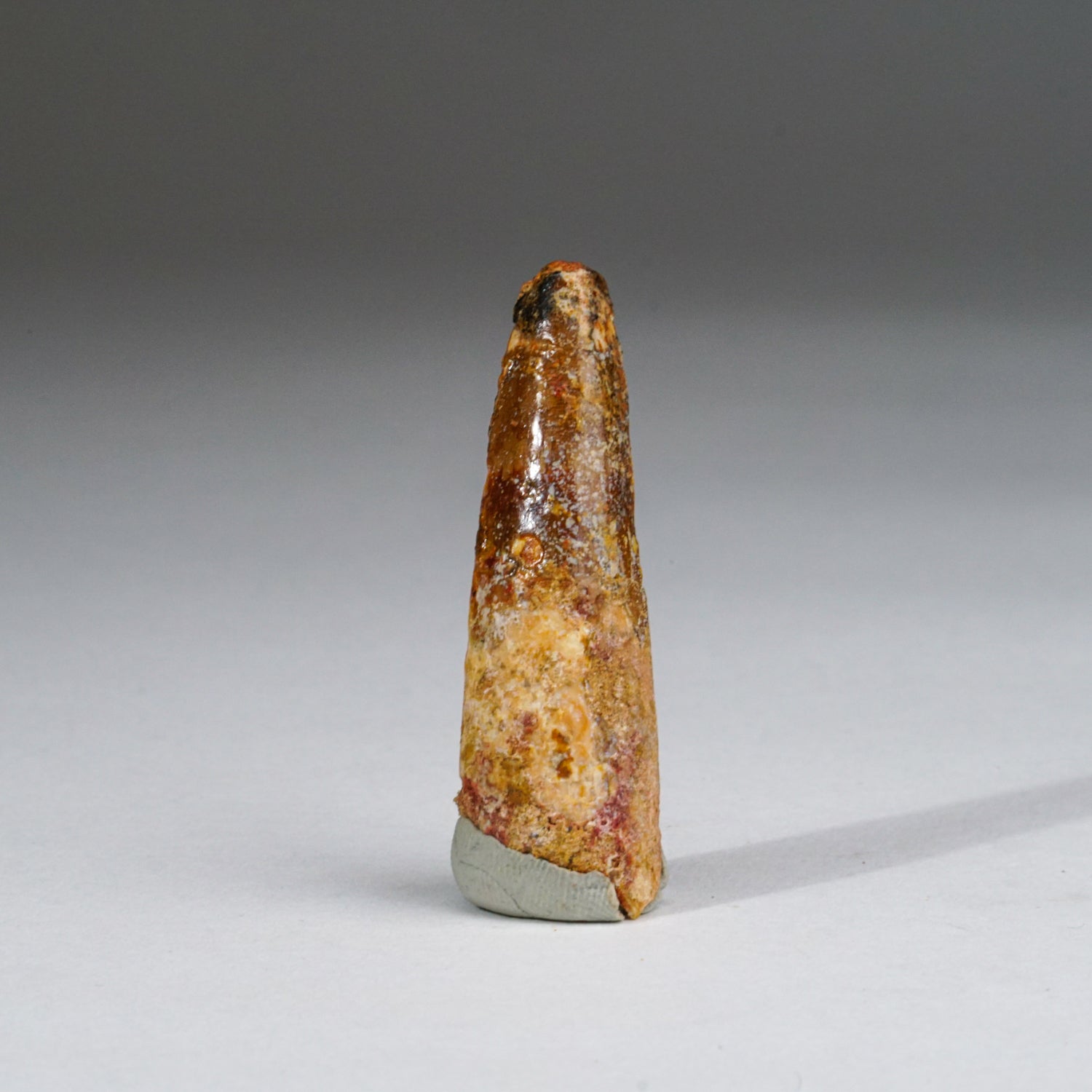 Genuine Carcharodontosaurus tooth fossil displayed in a glass box