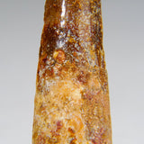 Genuine Carcharodontosaurus Tooth in Display Box (11 grams)