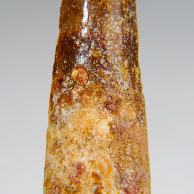 Genuine Carcharodontosaurus Tooth in Display Box (11 grams)