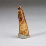 Genuine Carcharodontosaurus Tooth in Display Box (11 grams)