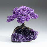 Genuine Amethyst Clustered Gemstone Tree on Amethyst Matrix - The Protection Tree