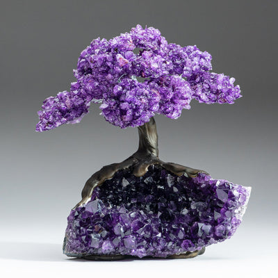 Genuine Amethyst Clustered Gemstone Tree on Amethyst Matrix - The Protection Tree (7 inches)