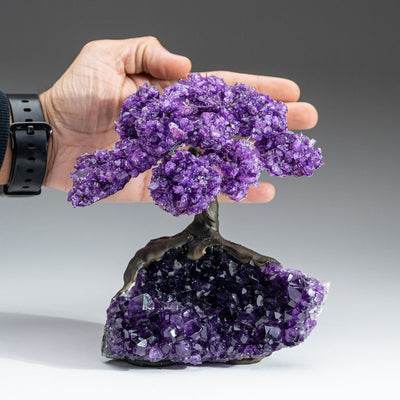 Genuine Amethyst Clustered Gemstone Tree on Amethyst Matrix - The Protection Tree (7 inches)