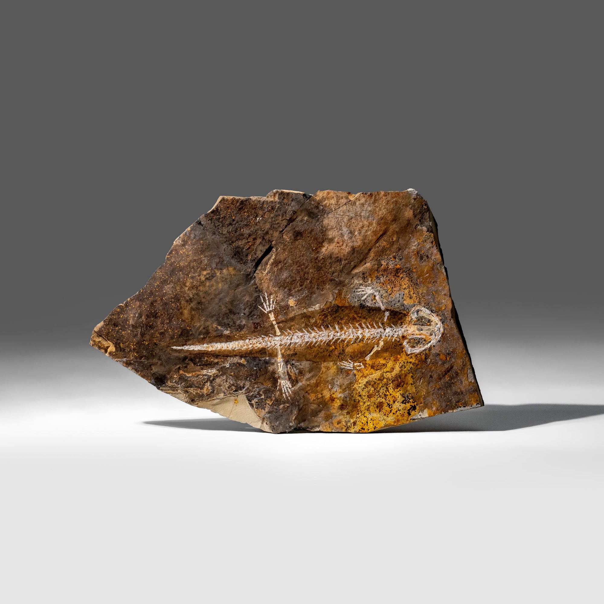 Genuine Liaoxitriton Fossil Plate (199.5 grams) by Astro Gallery of Gems - main product image for Resin Society