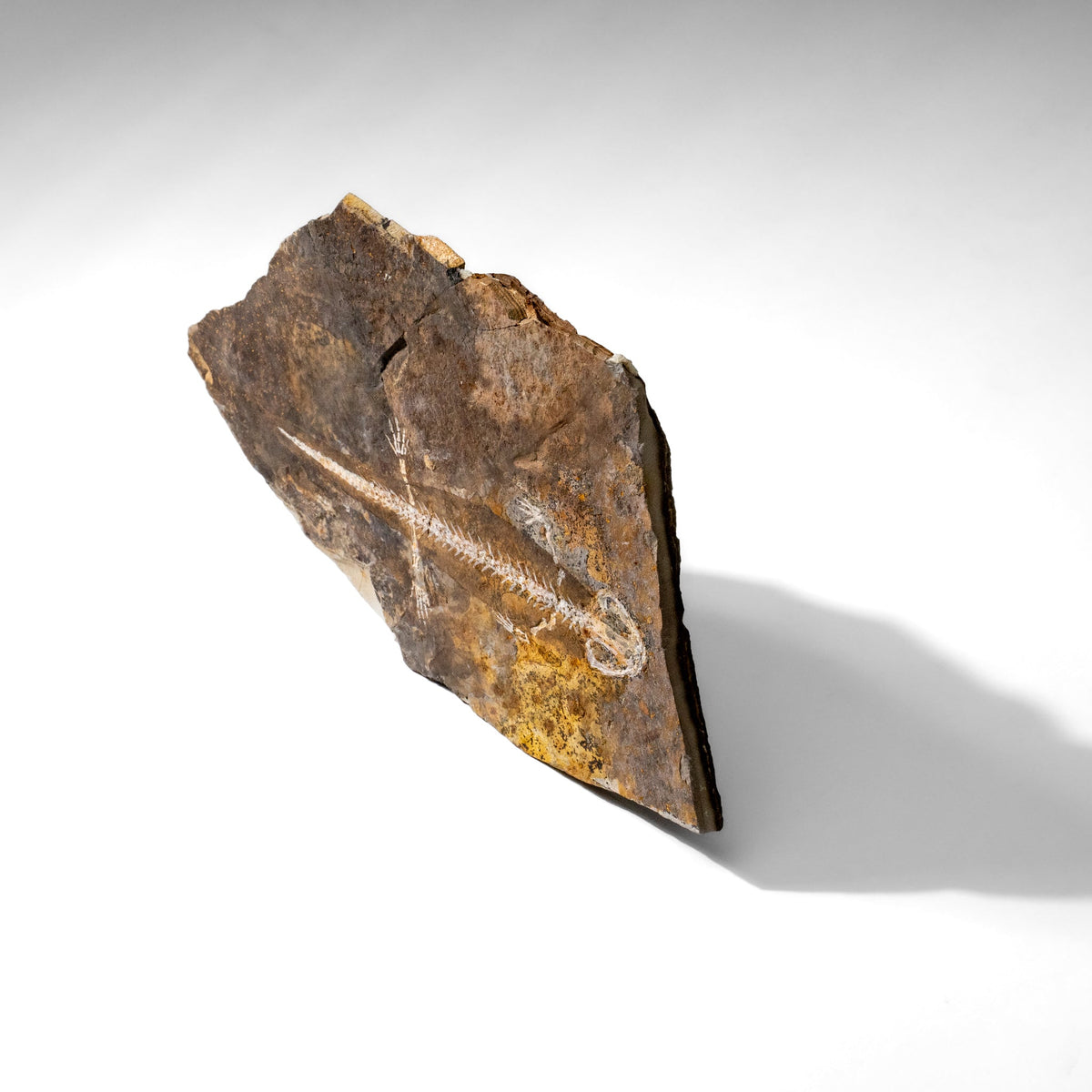 Genuine Liaoxitriton Fossil Plate (199.5 grams) by Astro Gallery of Gems - product image 4 for Resin Society