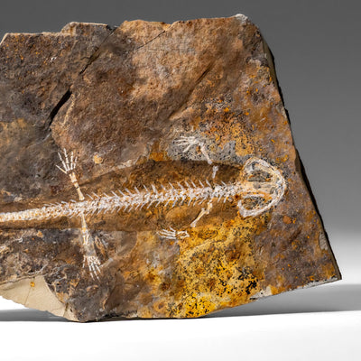Genuine Liaoxitriton Fossil Plate (199.5 grams) by Astro Gallery of Gems - product image 2 for Resin Society