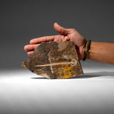 Genuine Liaoxitriton Fossil Plate (199.5 grams) by Astro Gallery of Gems - product image 3 for Resin Society