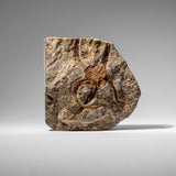 Genuine Ophiuroidea Brittle Star Fossil (2.35 lbs) by Astro Gallery of Gems - main product image for Resin Society