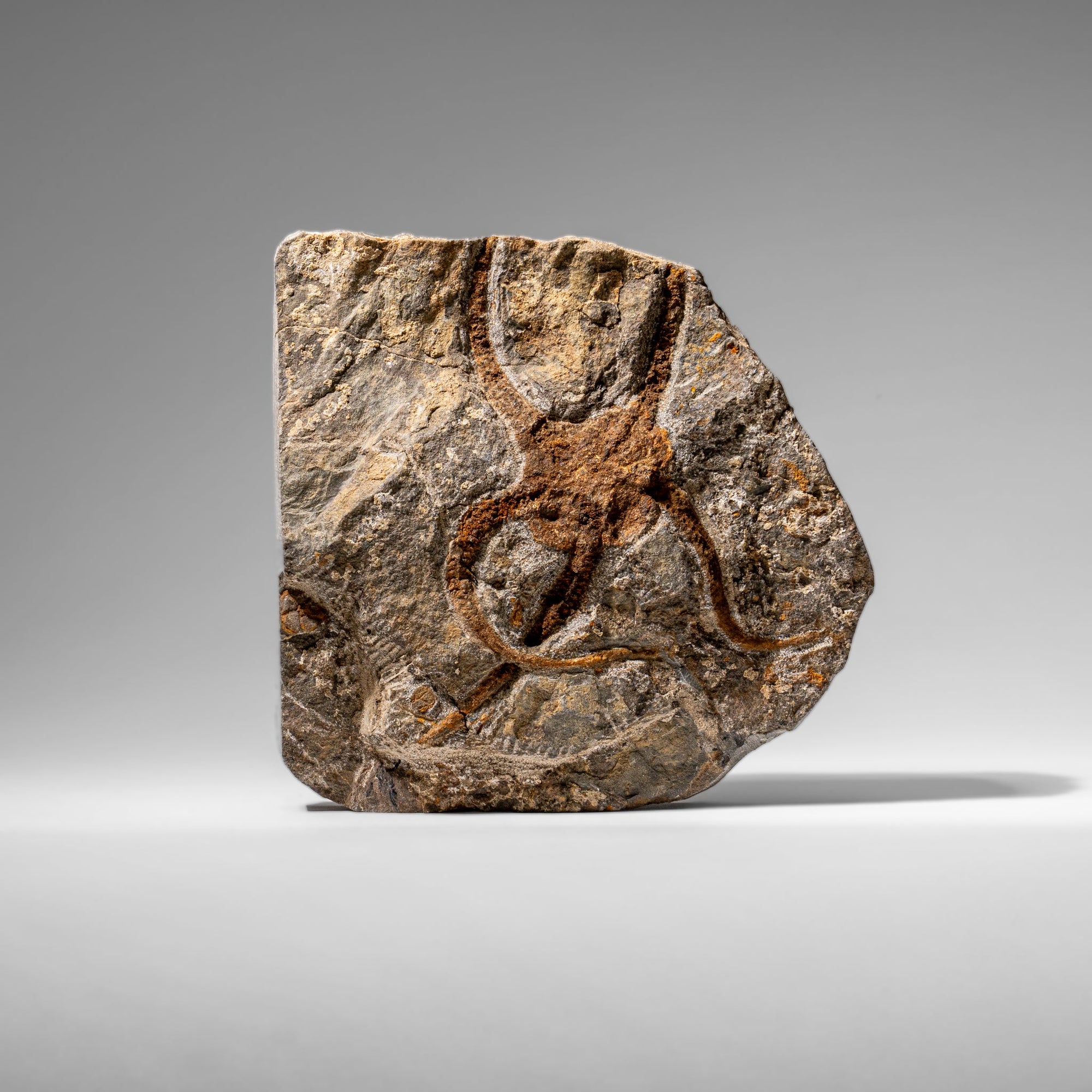 Genuine Ophiuroidea Brittle Star Fossil (2.35 lbs) by Astro Gallery of Gems - main product image for Resin Society