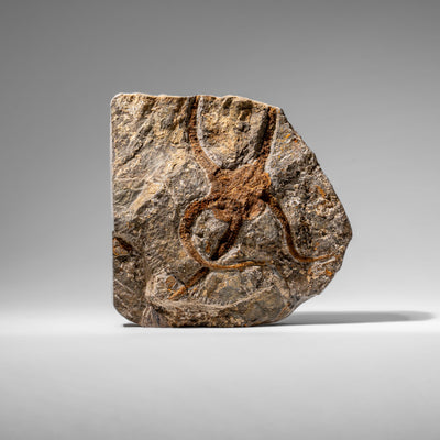 Genuine Ophiuroidea Brittle Star Fossil (2.35 lbs) by Astro Gallery of Gems - main product image for Resin Society