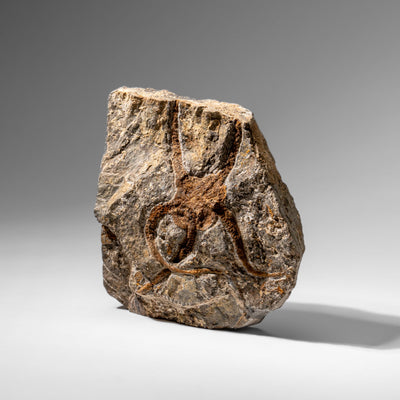 Genuine Ophiuroidea Brittle Star Fossil (2.35 lbs) by Astro Gallery of Gems - product image 5 for Resin Society