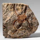 Genuine Ophiuroidea Brittle Star Fossil (2.35 lbs) by Astro Gallery of Gems - product image 8 for Resin Society