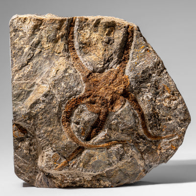Genuine Ophiuroidea Brittle Star Fossil (2.35 lbs) by Astro Gallery of Gems - product image 8 for Resin Society