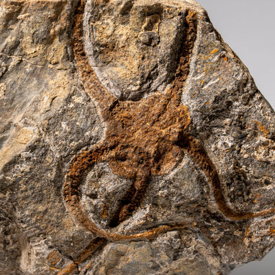 Genuine Ophiuroidea Brittle Star Fossil (2.35 lbs) by Astro Gallery of Gems - product image 6 for Resin Society