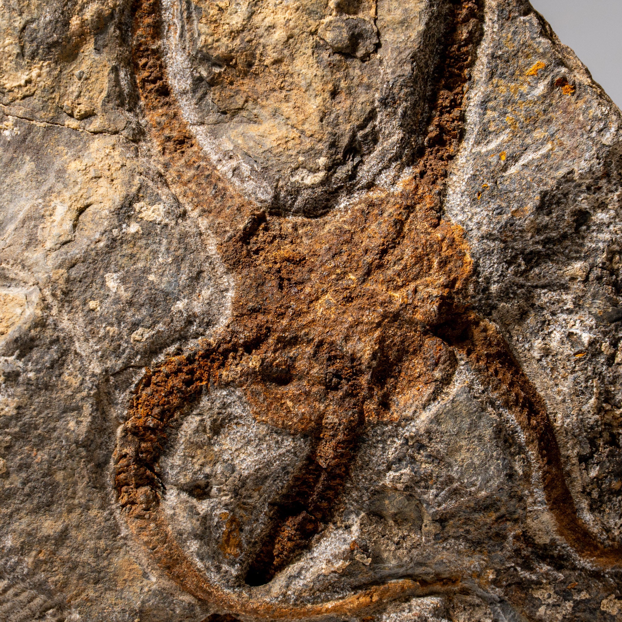Genuine Ophiuroidea Brittle Star Fossil (2.35 lbs) by Astro Gallery of Gems - product image 2 for Resin Society
