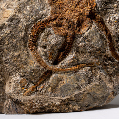 Genuine Ophiuroidea Brittle Star Fossil (2.35 lbs) by Astro Gallery of Gems - product image 7 for Resin Society