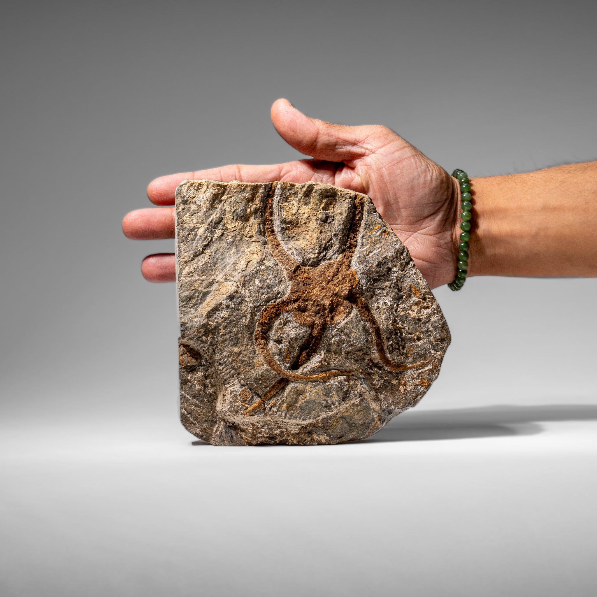 Genuine Ophiuroidea Brittle Star Fossil (2.35 lbs) by Astro Gallery of Gems - product image 3 for Resin Society