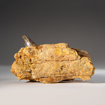 Genuine Mosasaur Tooth in a Fossilized Jaw bone by Astro Gallery of Gems - product image 4 for Resin Society