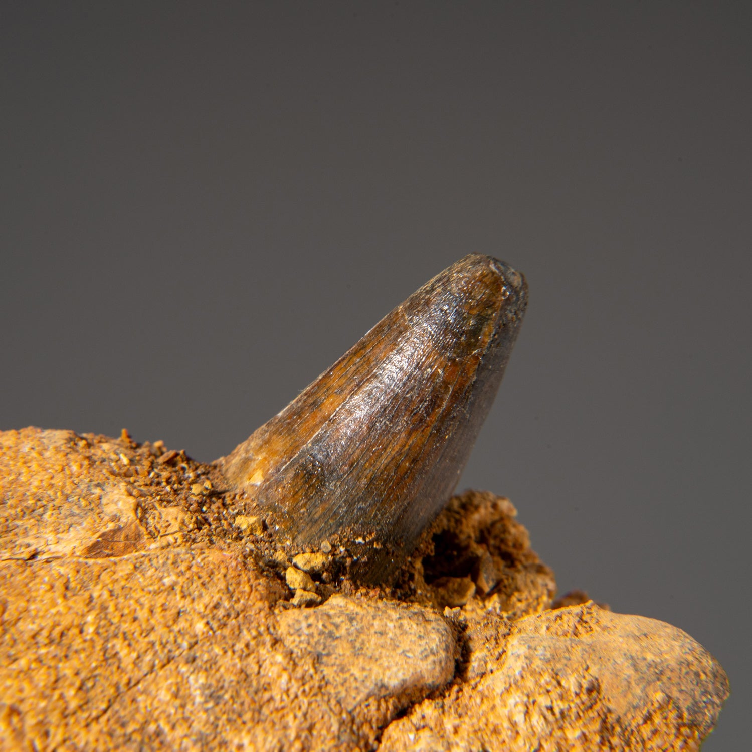 Genuine Mosasaur Tooth in a Fossilized Jaw bone by Astro Gallery of Gems - product image 5 for Resin Society