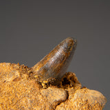 Genuine Mosasaur Tooth in a Fossilized Jaw bone by Astro Gallery of Gems - product image 5 for Resin Society