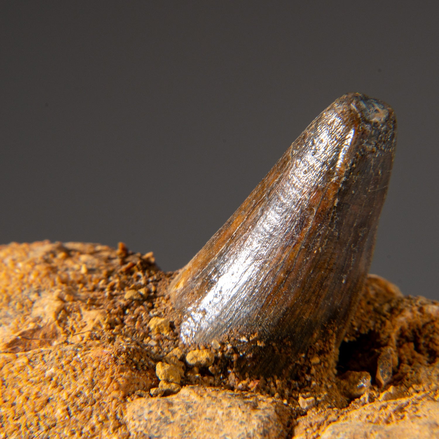 Genuine Mosasaur Tooth in a Fossilized Jaw bone by Astro Gallery of Gems - product image 2 for Resin Society