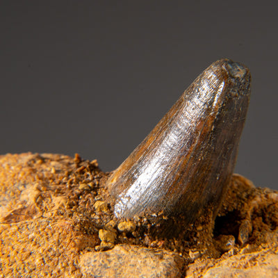 Genuine Mosasaur Tooth in a Fossilized Jaw bone by Astro Gallery of Gems - product image 2 for Resin Society