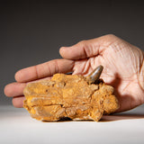 Genuine Mosasaur Tooth in a Fossilized Jaw bone by Astro Gallery of Gems - product image 6 for Resin Society