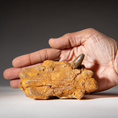 Genuine Mosasaur Tooth in a Fossilized Jaw bone by Astro Gallery of Gems - product image 6 for Resin Society