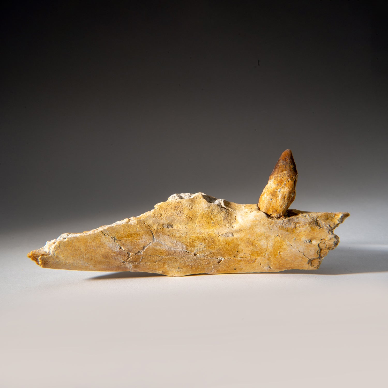 Genuine Mosasaur Tooth in a Fossilized Jaw bone by Astro Gallery of Gems - main product image for Resin Society