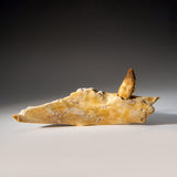 Genuine Mosasaur Tooth in a Fossilized Jaw bone by Astro Gallery of Gems - main product image for Resin Society