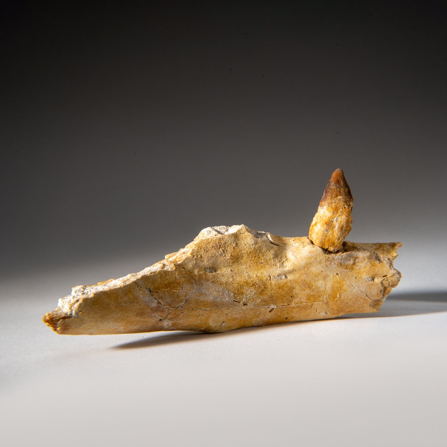 Genuine Mosasaur Tooth in a Fossilized Jaw bone by Astro Gallery of Gems - product image 5 for Resin Society