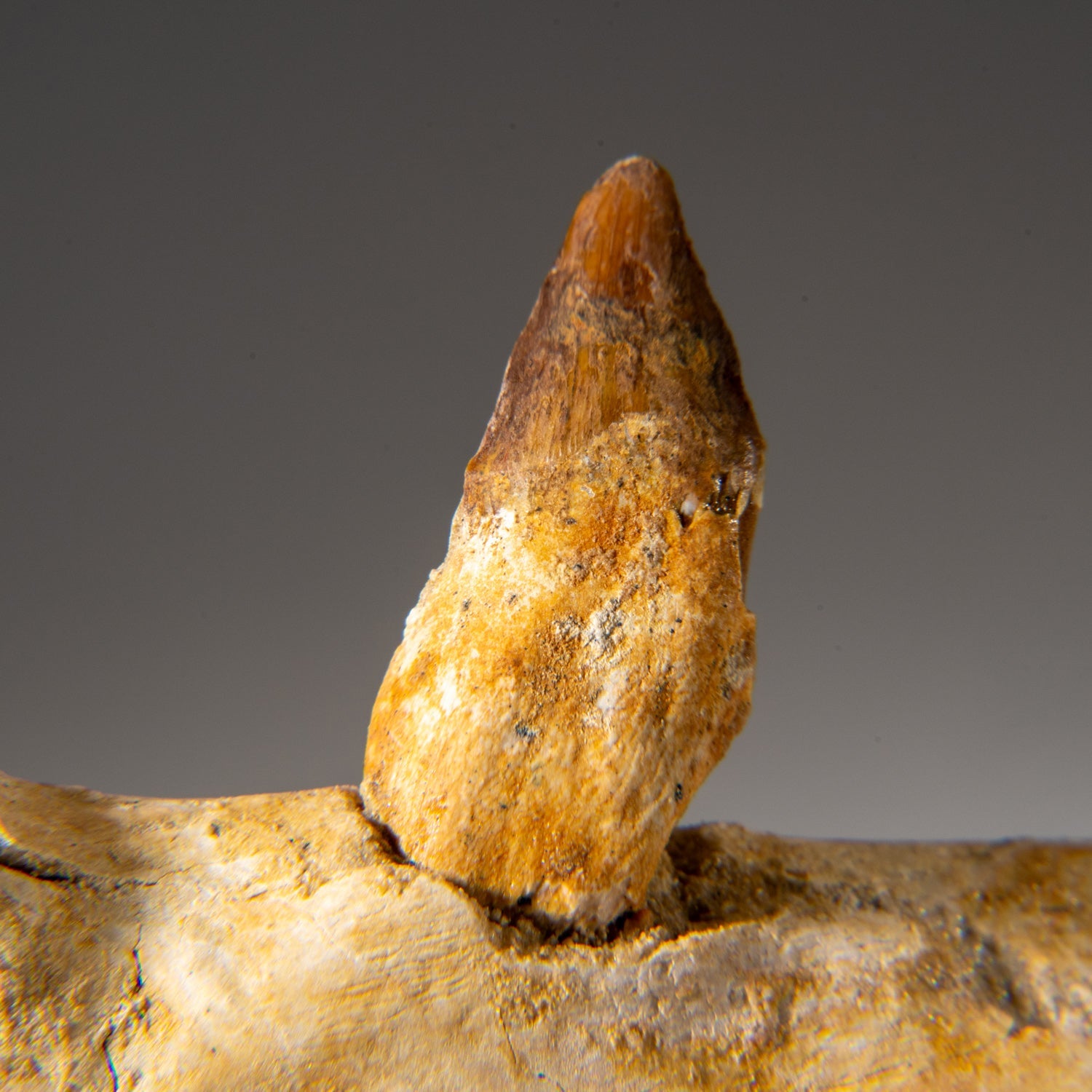 Genuine Mosasaur Tooth in a Fossilized Jaw bone by Astro Gallery of Gems - product image 2 for Resin Society