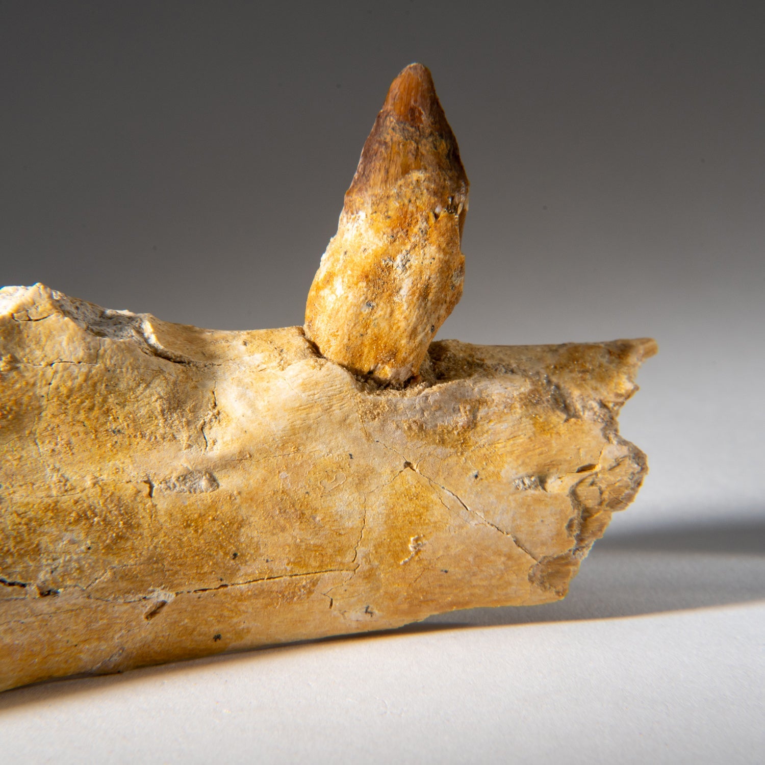 Genuine Mosasaur Tooth in a Fossilized Jaw bone by Astro Gallery of Gems - product image 4 for Resin Society