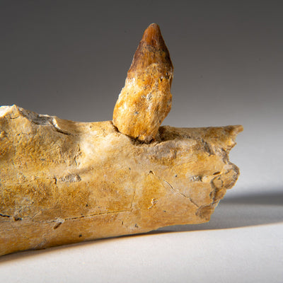 Genuine Mosasaur Tooth in a Fossilized Jaw bone by Astro Gallery of Gems - product image 4 for Resin Society