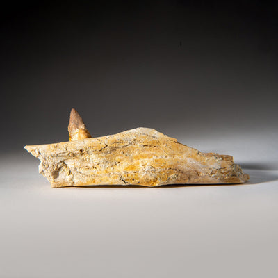 Genuine Mosasaur Tooth in a Fossilized Jaw bone by Astro Gallery of Gems - product image 6 for Resin Society