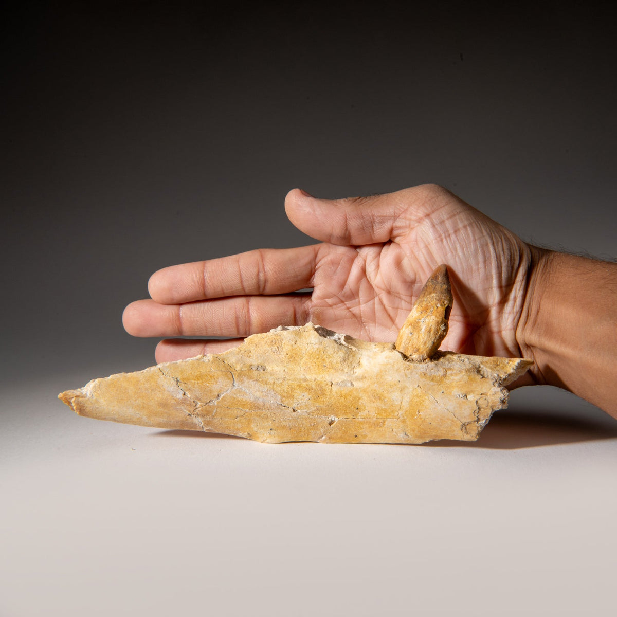 Genuine Mosasaur Tooth in a Fossilized Jaw bone by Astro Gallery of Gems - product image 3 for Resin Society
