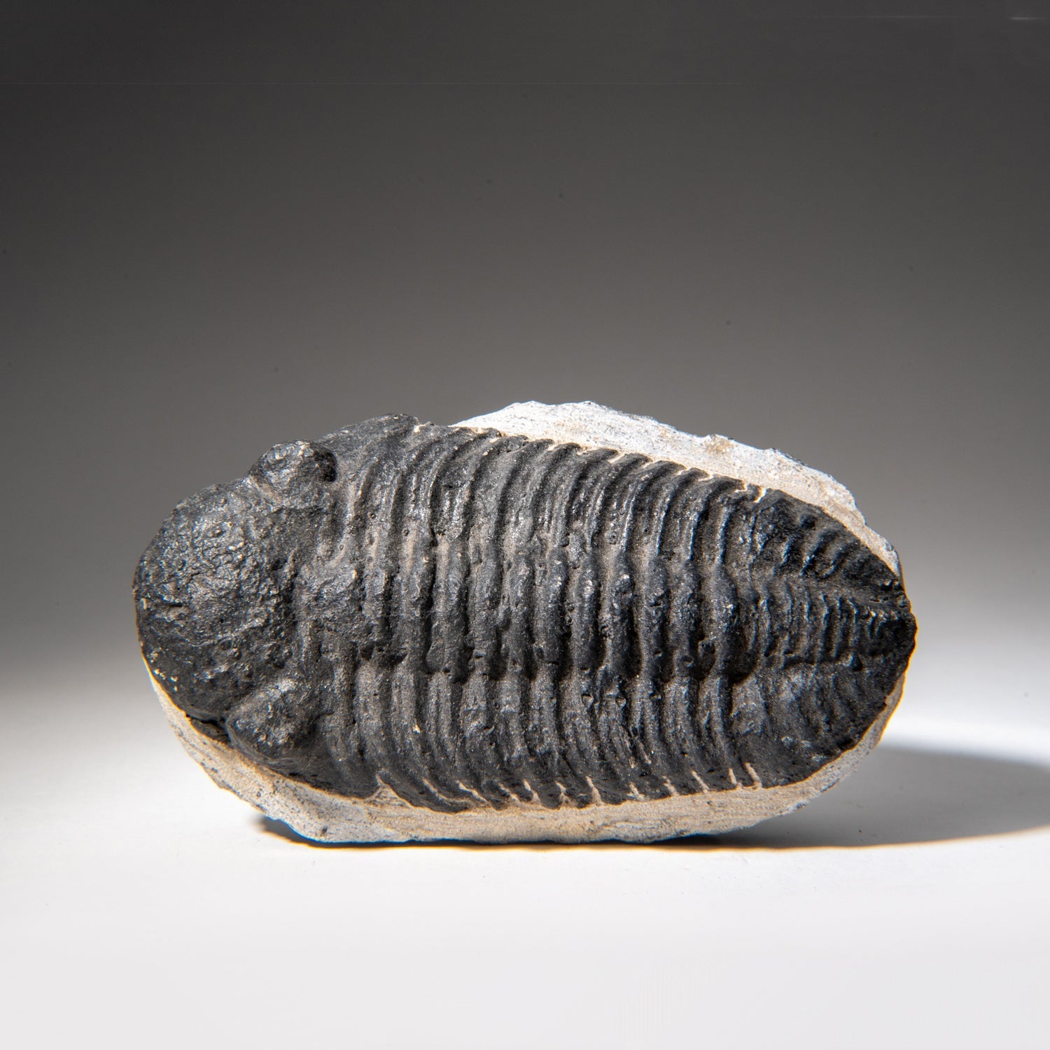 Genuine Asaphus Lepidurus Trilobite in Matrix from Morocco (1.3 lbs) by Astro Gallery of Gems - main product image for Resin Society
