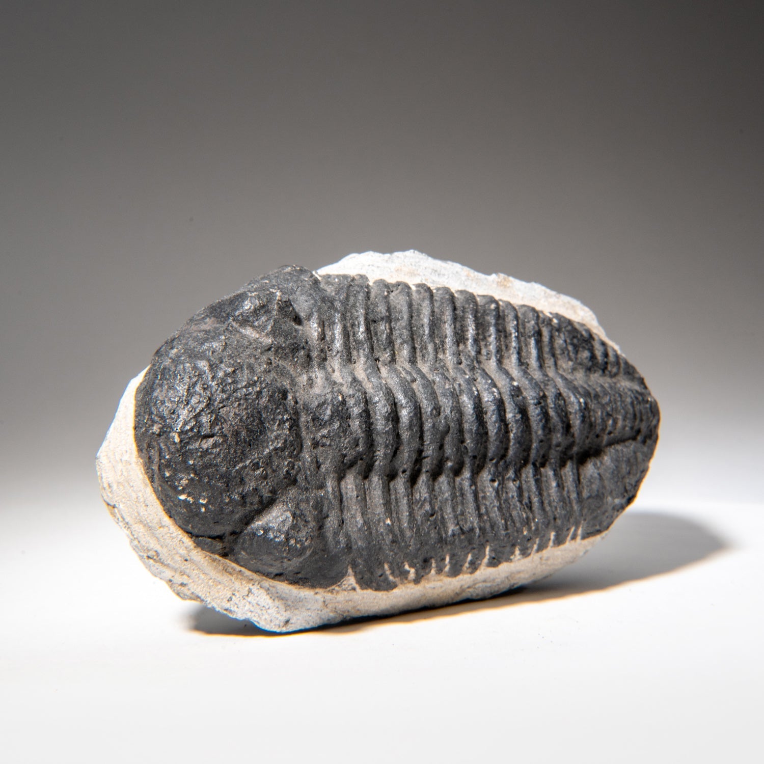 Genuine Asaphus Lepidurus Trilobite in Matrix from Morocco (1.3 lbs) by Astro Gallery of Gems - product image 4 for Resin Society