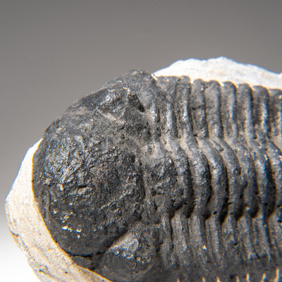 Genuine Asaphus Lepidurus Trilobite in Matrix from Morocco (1.3 lbs) by Astro Gallery of Gems - product image 5 for Resin Society