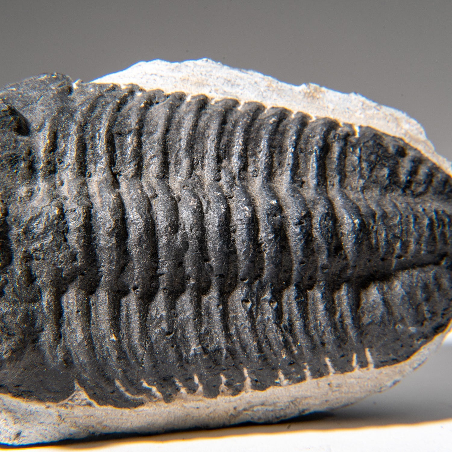 Genuine Asaphus Lepidurus Trilobite in Matrix from Morocco (1.3 lbs) by Astro Gallery of Gems - product image 6 for Resin Society