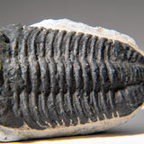 Genuine Asaphus Lepidurus Trilobite in Matrix from Morocco (1.3 lbs) by Astro Gallery of Gems - product image 6 for Resin Society