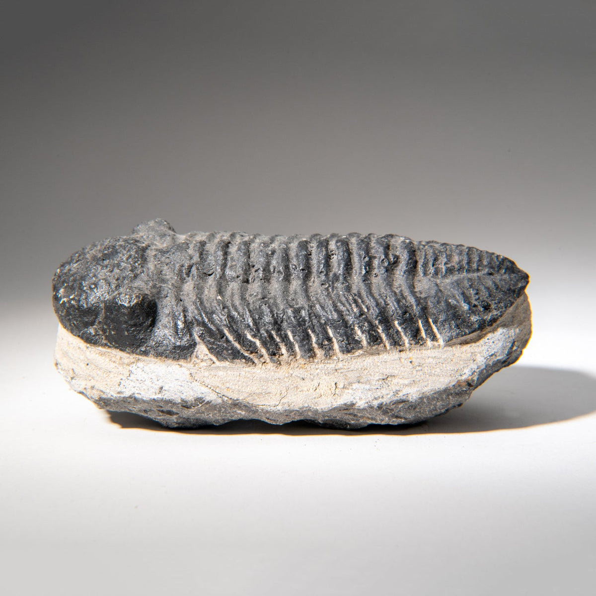 Genuine Asaphus Lepidurus Trilobite in Matrix from Morocco (1.3 lbs) by Astro Gallery of Gems - product image 3 for Resin Society
