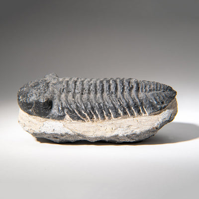 Genuine Asaphus Lepidurus Trilobite in Matrix from Morocco (1.3 lbs) by Astro Gallery of Gems - product image 3 for Resin Society