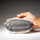 Genuine Asaphus Lepidurus Trilobite in Matrix from Morocco (1.3 lbs) by Astro Gallery of Gems - product image 2 for Resin Society