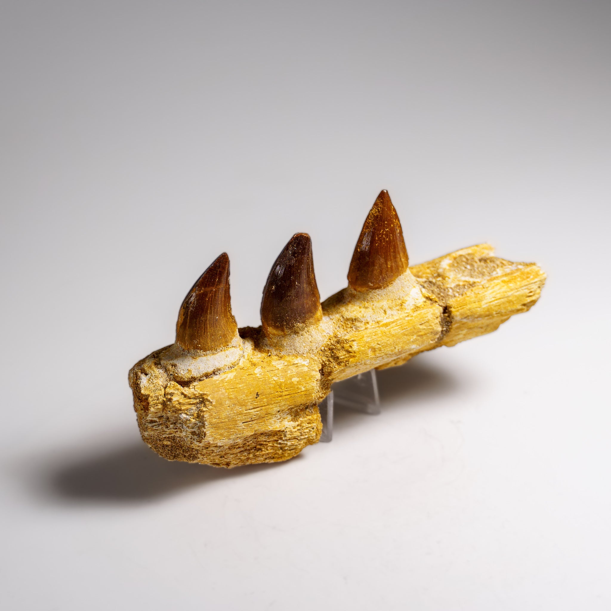 Genuine Mosasaur Tooth in a Fossilized Jaw bone (146.8 grams) by Astro Gallery of Gems - product image 4 for Resin Society