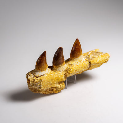 Genuine Mosasaur Tooth in a Fossilized Jaw bone (146.8 grams) by Astro Gallery of Gems - product image 4 for Resin Society