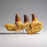 Genuine Mosasaur Tooth in a Fossilized Jaw bone (146.8 grams) by Astro Gallery of Gems - product image 7 for Resin Society