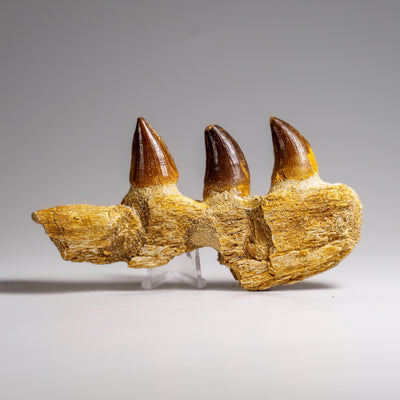 Genuine Mosasaur Tooth in a Fossilized Jaw bone (146.8 grams) by Astro Gallery of Gems - product image 7 for Resin Society